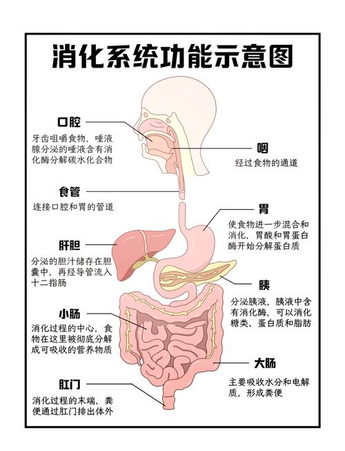 探索消化道奥妙之旅1.jpg 探索消化道奥妙之旅1.jpg